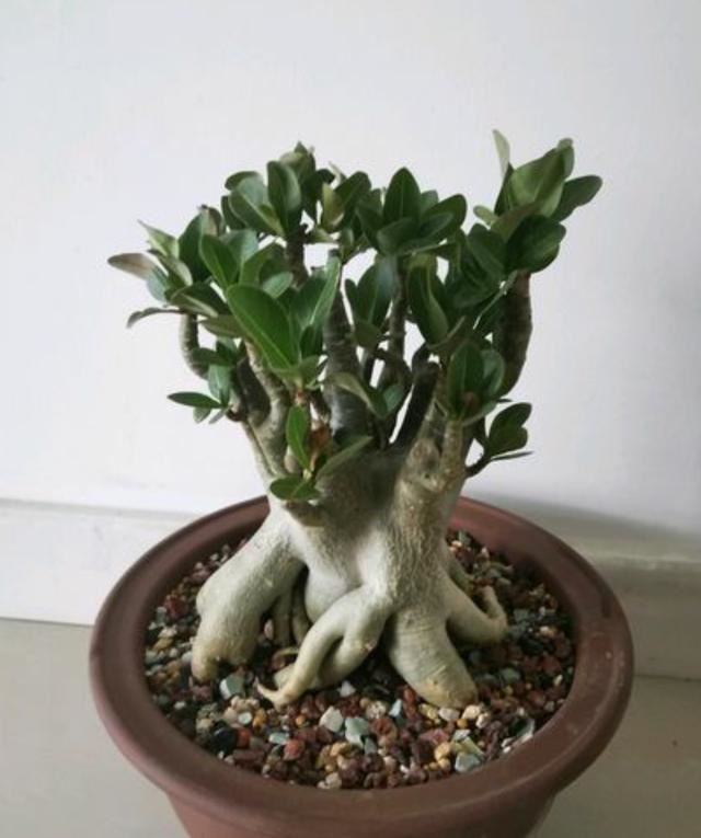 沙漠玫瑰叶子掉光，春天还能恢复生长吗？不同情况区别对待