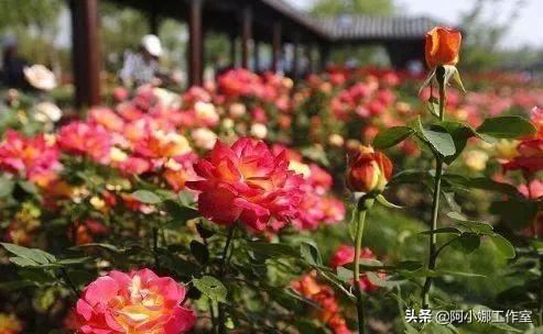 花卉市场的花卉开得很艳，为什么买回来却很难养活？秘诀在这里