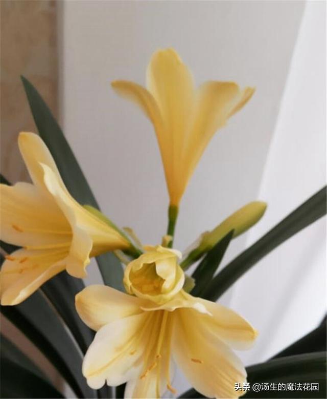 君子兰花期养护3要点，花苞不容易落，花色更红颜