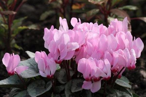 这3种花“大水”是养护大忌，很容易积水烂根，没几天掉苞黄叶