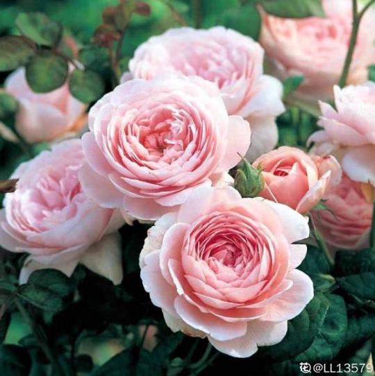 开春暖和后，给这6种花埋点大补肥，叶子肥厚开花旺