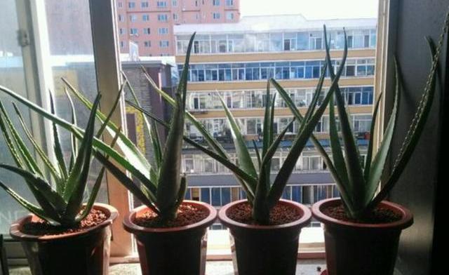 室内光照弱？首选4种植物，光照少反而长得旺，学生党都能养好