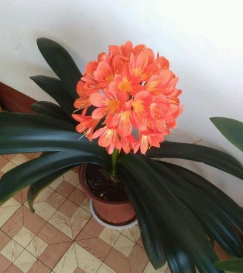 想让君子兰开花，达到几个“小条件”，蹭蹭窜花苞，开花不夹剑