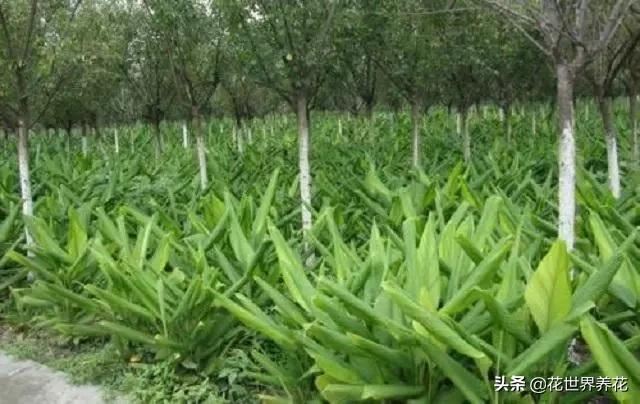 家有兰花，雅致美观，推荐大家养护一叶兰，外形奇异比月季还美