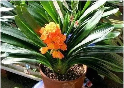 花盆里的土“变少”？直接“填土”易烂根，教你3个实用小方法