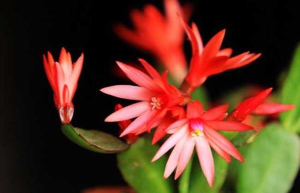 这3种花“大水”是养护大忌，很容易积水烂根，没几天掉苞黄叶
