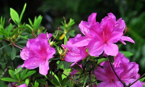 这3种花“大水”是养护大忌，很容易积水烂根，没几天掉苞黄叶