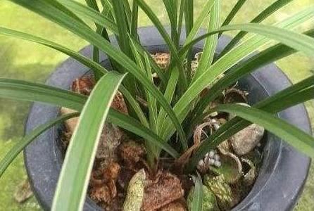 花生壳养花必知，怎么使用，用量多少都在这儿