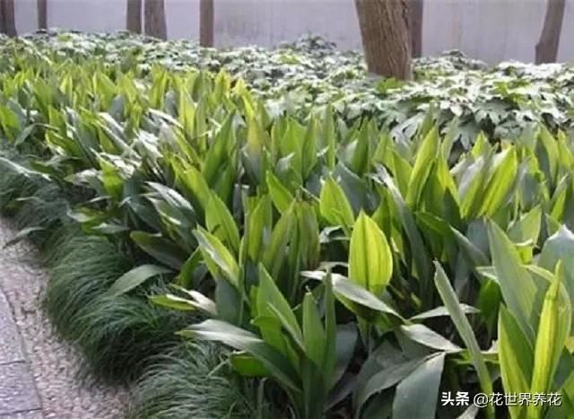 家有兰花，雅致美观，推荐大家养护一叶兰，外形奇异比月季还美
