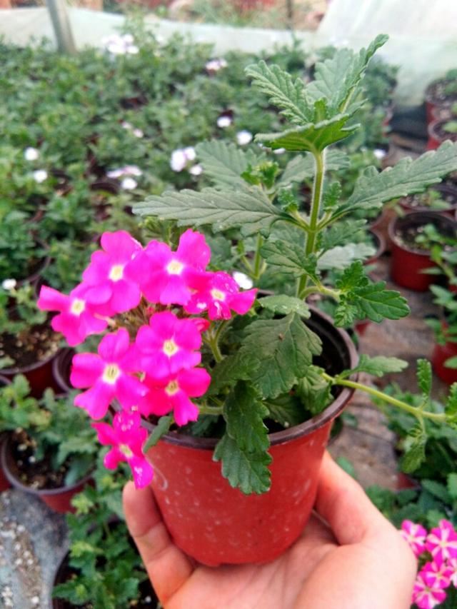 美女樱的日常养护