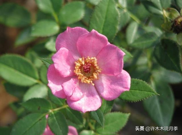 20款蓝紫色月季多图鉴赏，它们的名字都叫薰衣草，盆栽地栽都适合