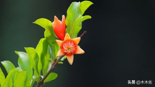 即能观花又能观果的矮生月季石榴