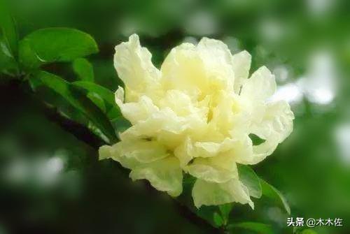 即能观花又能观果的矮生月季石榴