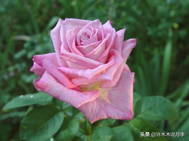 20款蓝紫色月季多图鉴赏，它们的名字都叫薰衣草，盆栽地栽都适合