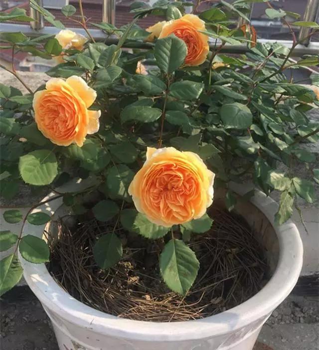 这是一款迷人芳香，淡雅脱俗的爬藤月季