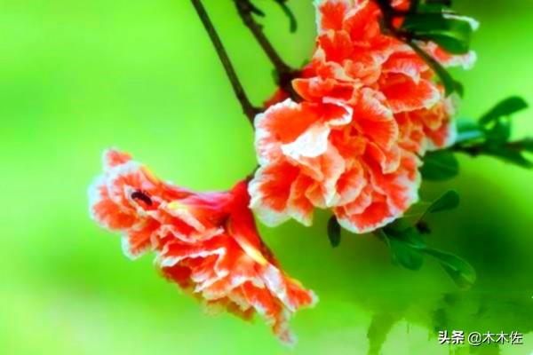 即能观花又能观果的矮生月季石榴