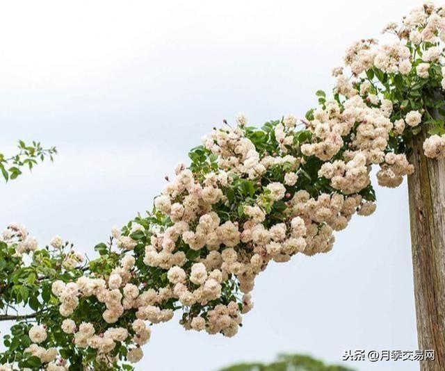 永恒的快乐是一款藤本月季，植株高度可达6米