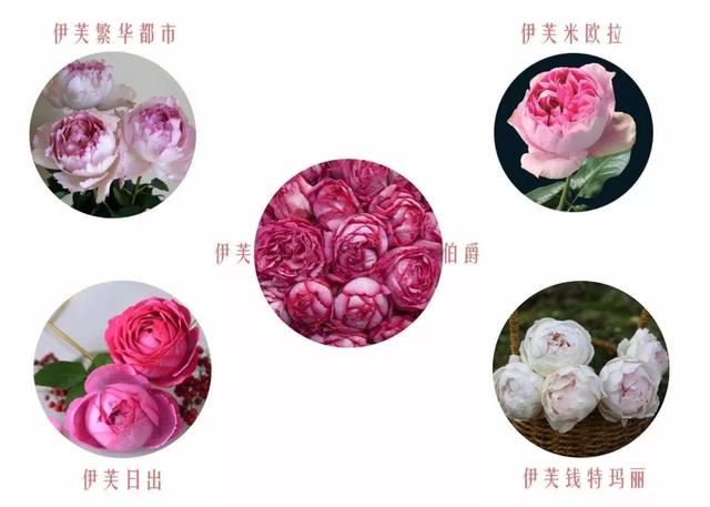 听说成活率很低不敢入，还怕养不好「伊芙」？这份指南送给你