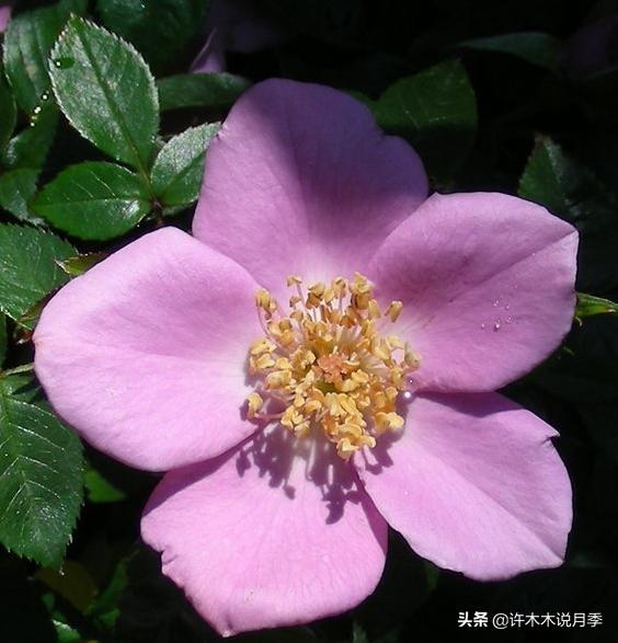 20款蓝紫色月季多图鉴赏，它们的名字都叫薰衣草，盆栽地栽都适合