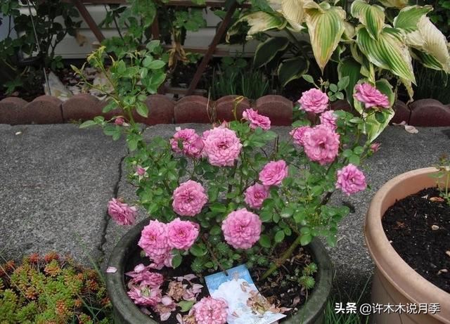 20款蓝紫色月季多图鉴赏，它们的名字都叫薰衣草，盆栽地栽都适合