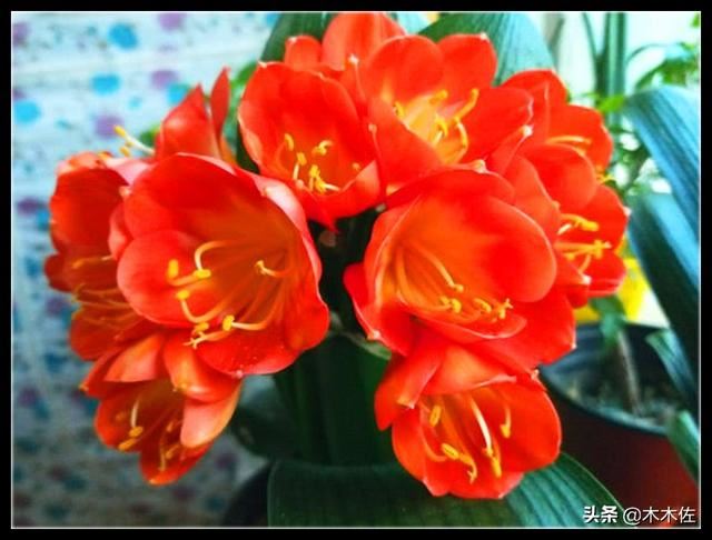 株形端庄优美，叶片苍翠挺拔的君子兰