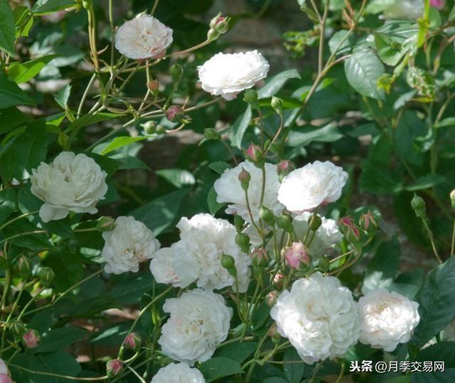 永恒的快乐是一款藤本月季，植株高度可达6米