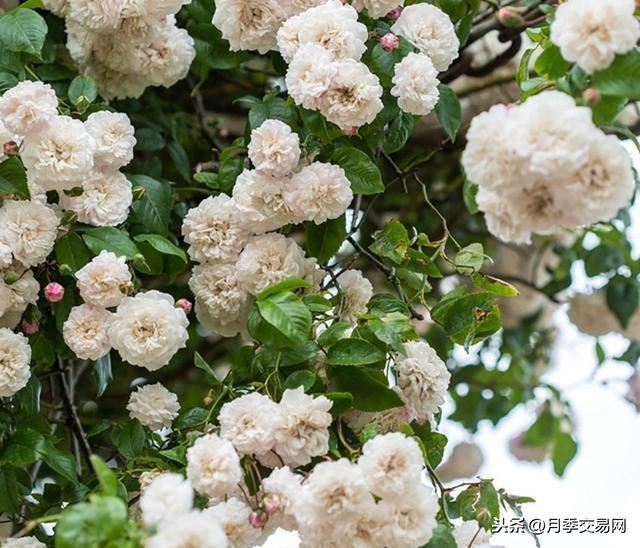 永恒的快乐是一款藤本月季，植株高度可达6米