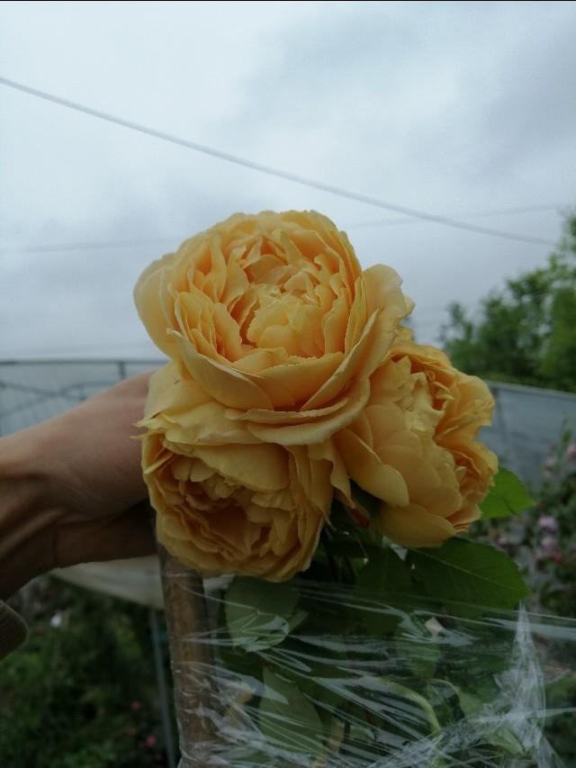 这是一款迷人芳香，淡雅脱俗的爬藤月季