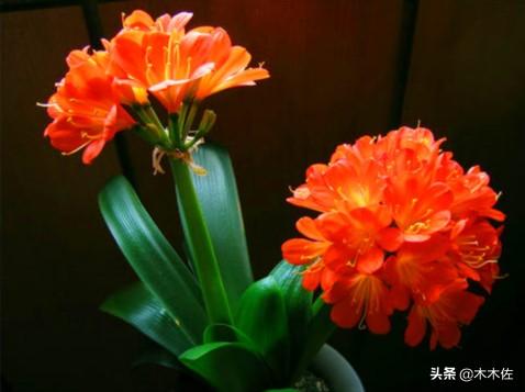 株形端庄优美，叶片苍翠挺拔的君子兰