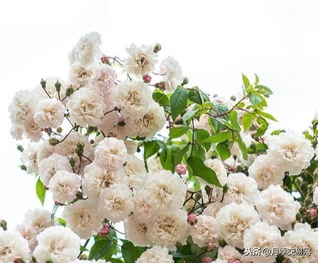 永恒的快乐是一款藤本月季，植株高度可达6米