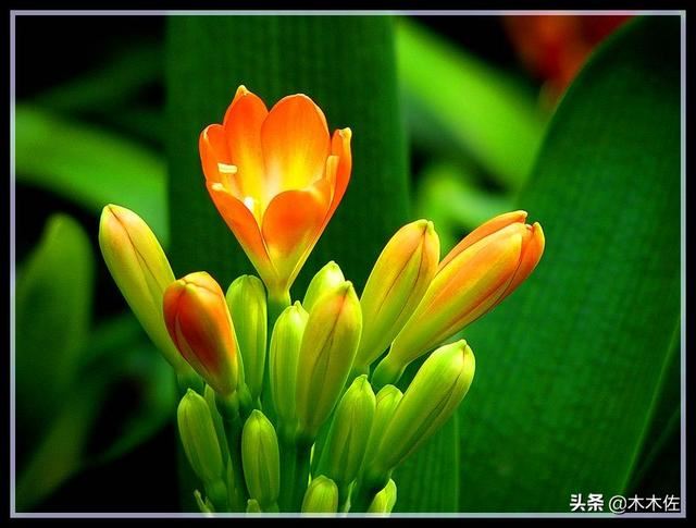 株形端庄优美，叶片苍翠挺拔的君子兰