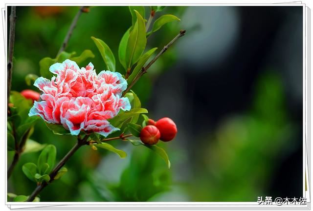 即能观花又能观果的矮生月季石榴