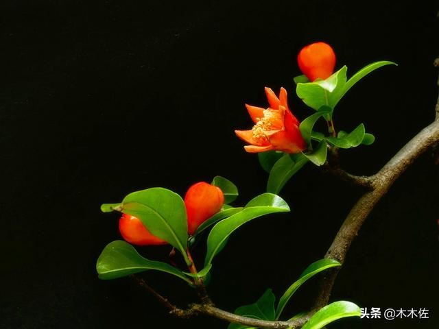 即能观花又能观果的矮生月季石榴