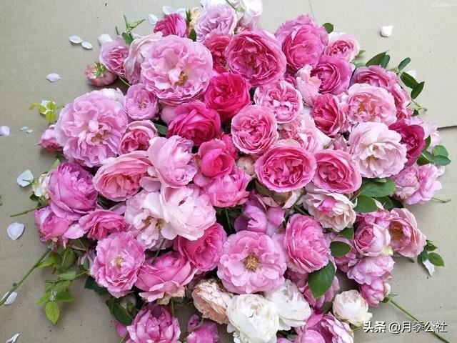种植月季花小苗 掌握对的方法 一年花开满枝头