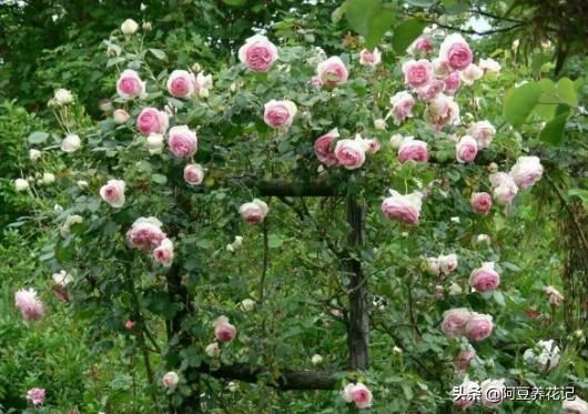 养月季，选“4季爬藤类”，花香浓郁，一茬接一茬，满墙壁的花