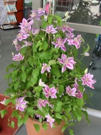 家里养着铁线莲，一定不能错过的2种繁殖方法，成活率特高