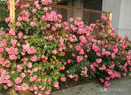养月季，选“4季爬藤类”，花香浓郁，一茬接一茬，满墙壁的花