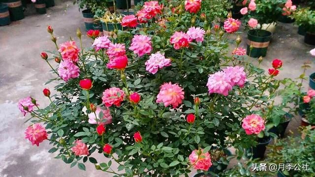 种植月季花小苗 掌握对的方法 一年花开满枝头