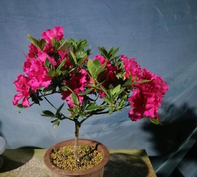 杜鹃花盆栽的叶片发黄不可怕，找准病因，杜鹃花来年开花爆盆