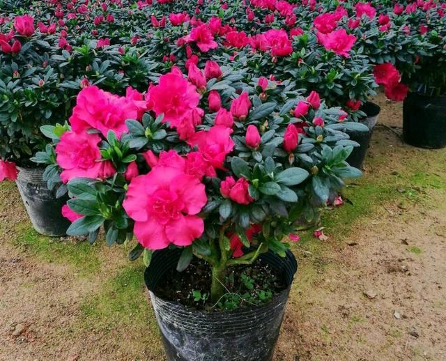 杜鹃花盆栽的叶片发黄不可怕，找准病因，杜鹃花来年开花爆盆