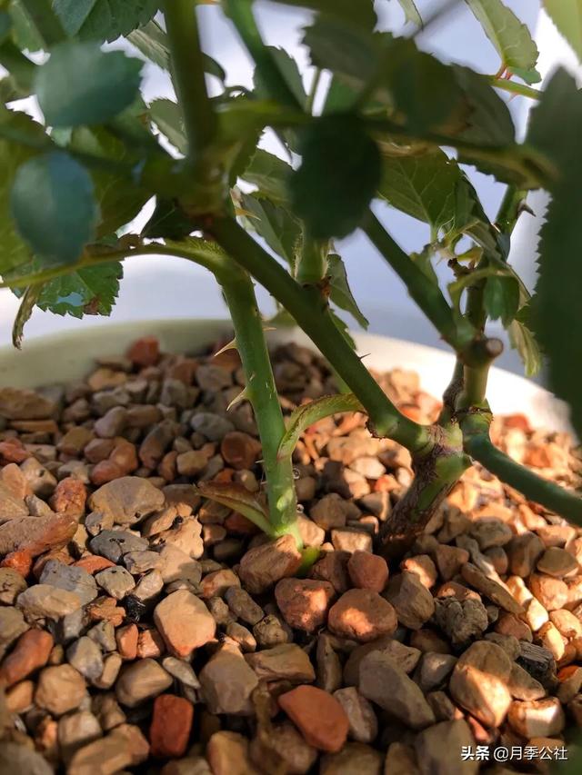种植月季花小苗 掌握对的方法 一年花开满枝头