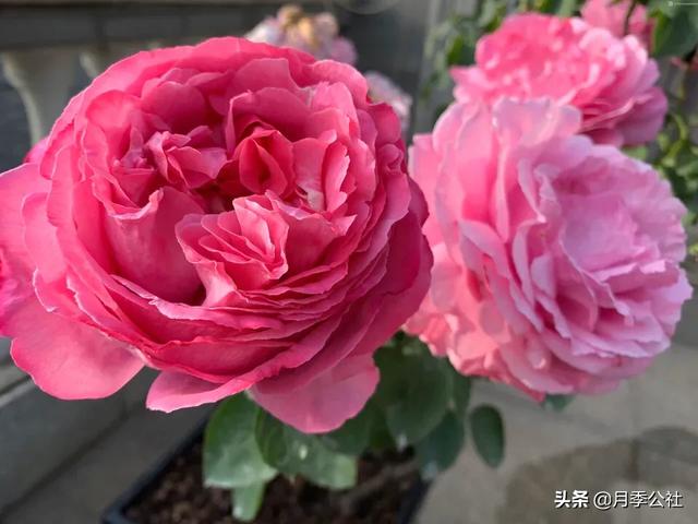 种植月季花小苗 掌握对的方法 一年花开满枝头