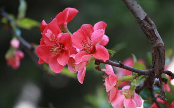 皱皮木瓜”真耐寒，冬天养在院子里，开花满枝头花香淡雅