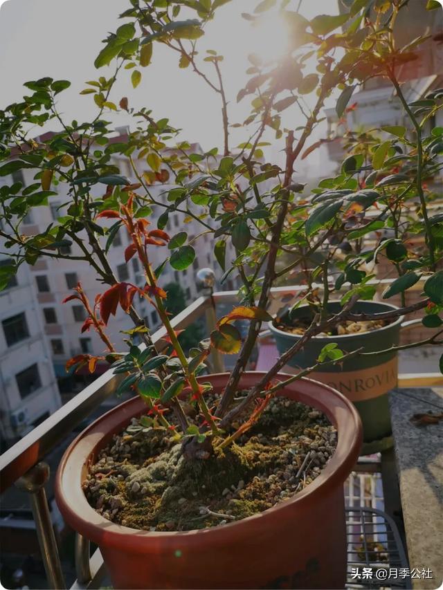 种植月季花小苗 掌握对的方法 一年花开满枝头