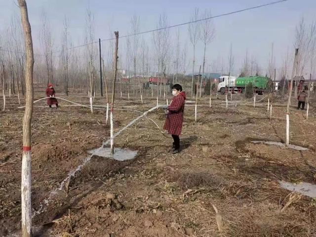 磁县：战疫不忘忙绿化，矢志造林13.5万亩