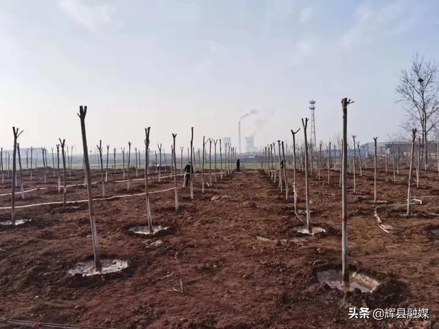 战胜疫情作风硬 国土绿化谋在前——常村镇春季绿化工作扎实有序推进