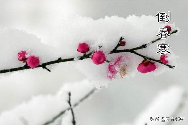二十四节气——雨水，在园林绿化管理上意味着什么？