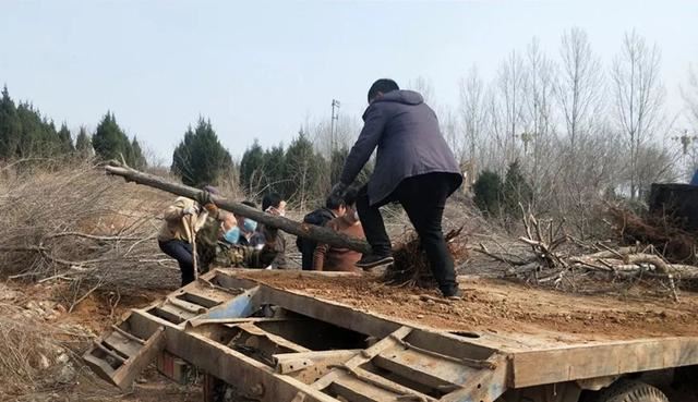 磁县：战疫不忘忙绿化，矢志造林13.5万亩
