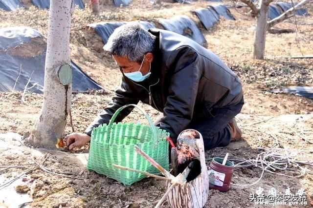 【春耕春播正当时】秦安：林果技术小分队 不误农时抓生产