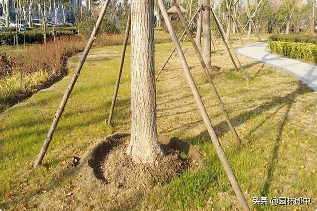 二十四节气——雨水，在园林绿化管理上意味着什么？